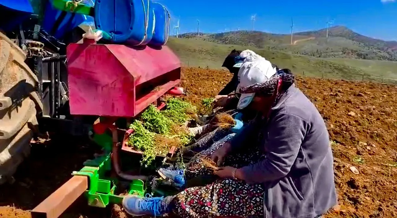 Dinar'da Kullanılmayan Arazilere Kekik Ekildi