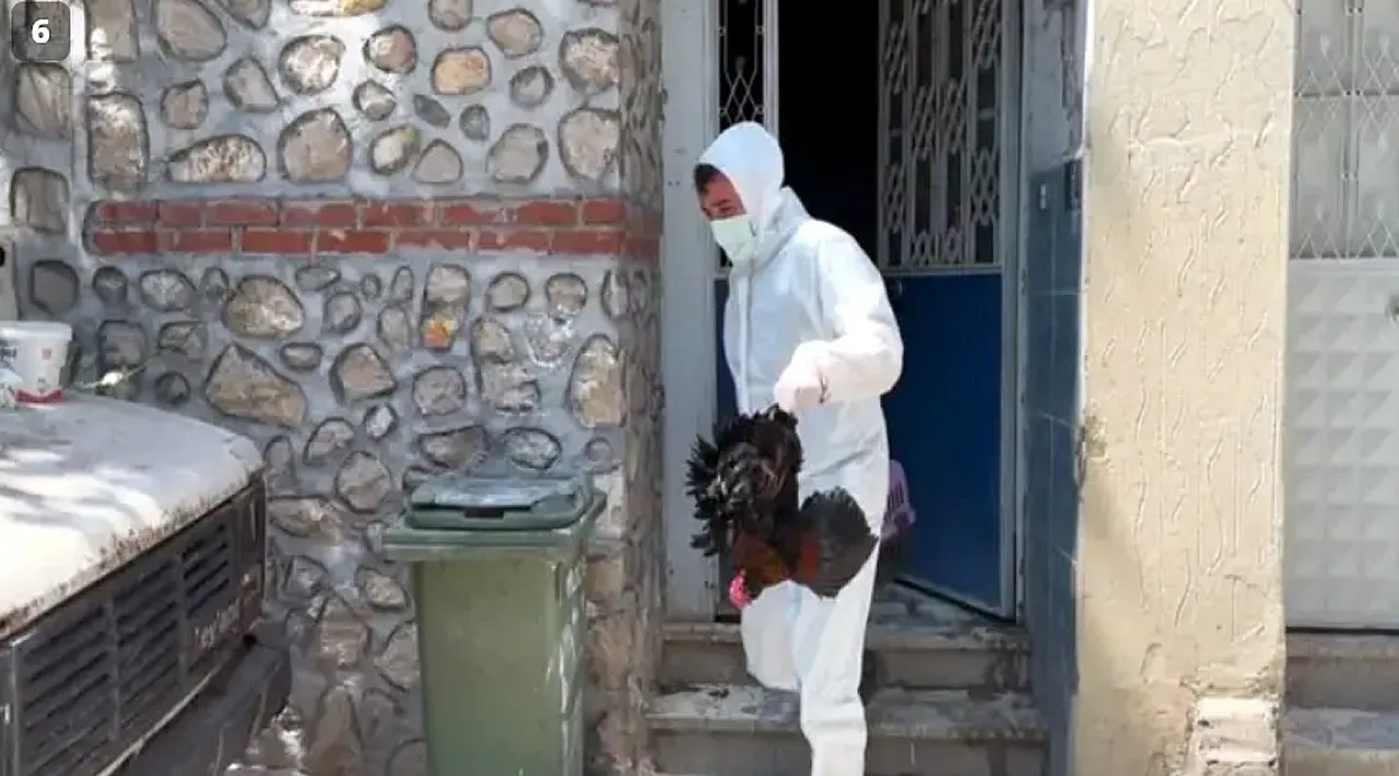 Mahalleyi Pire Bastı, O Hayvanlara Operasyon Yapıldı
