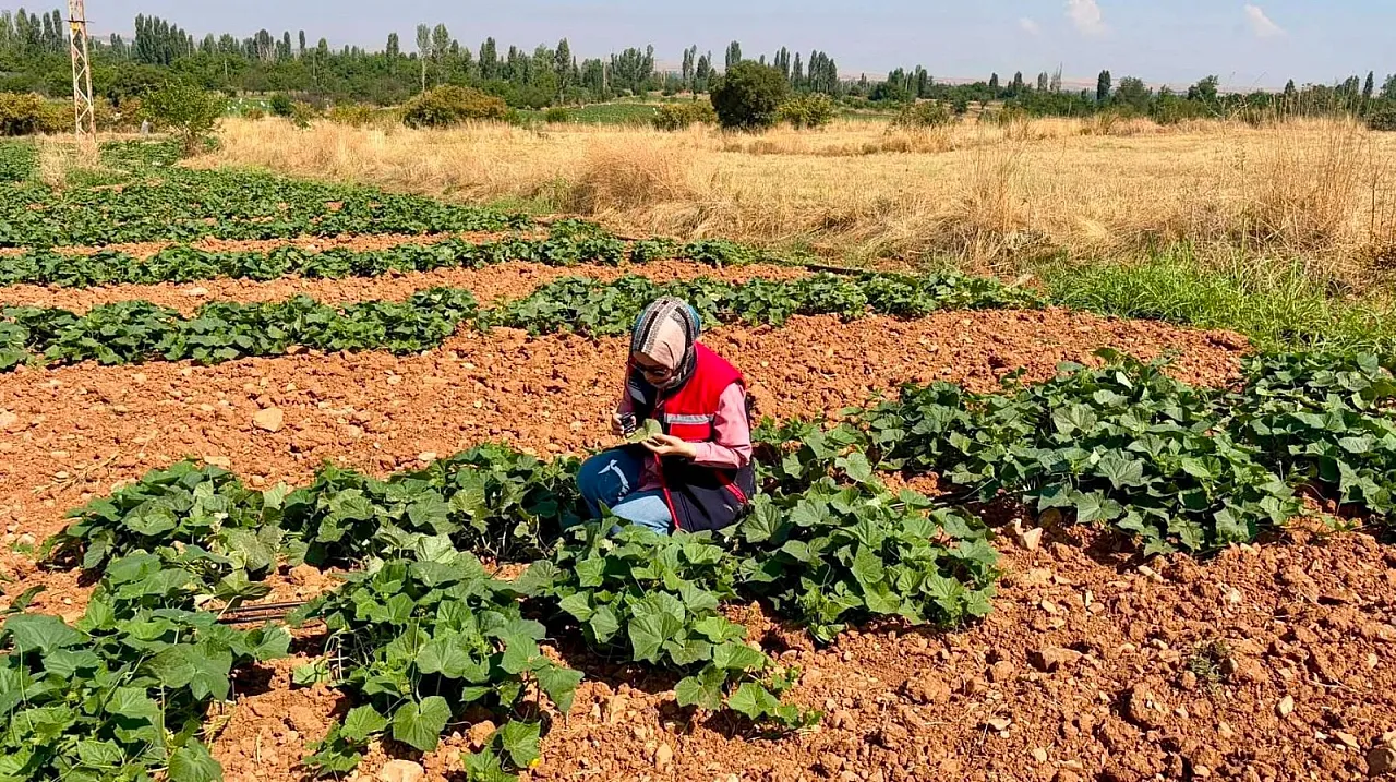 Başmakçı ve Sultandağı'nda Sebze Üretim Alanları Kontrol Ediliyor