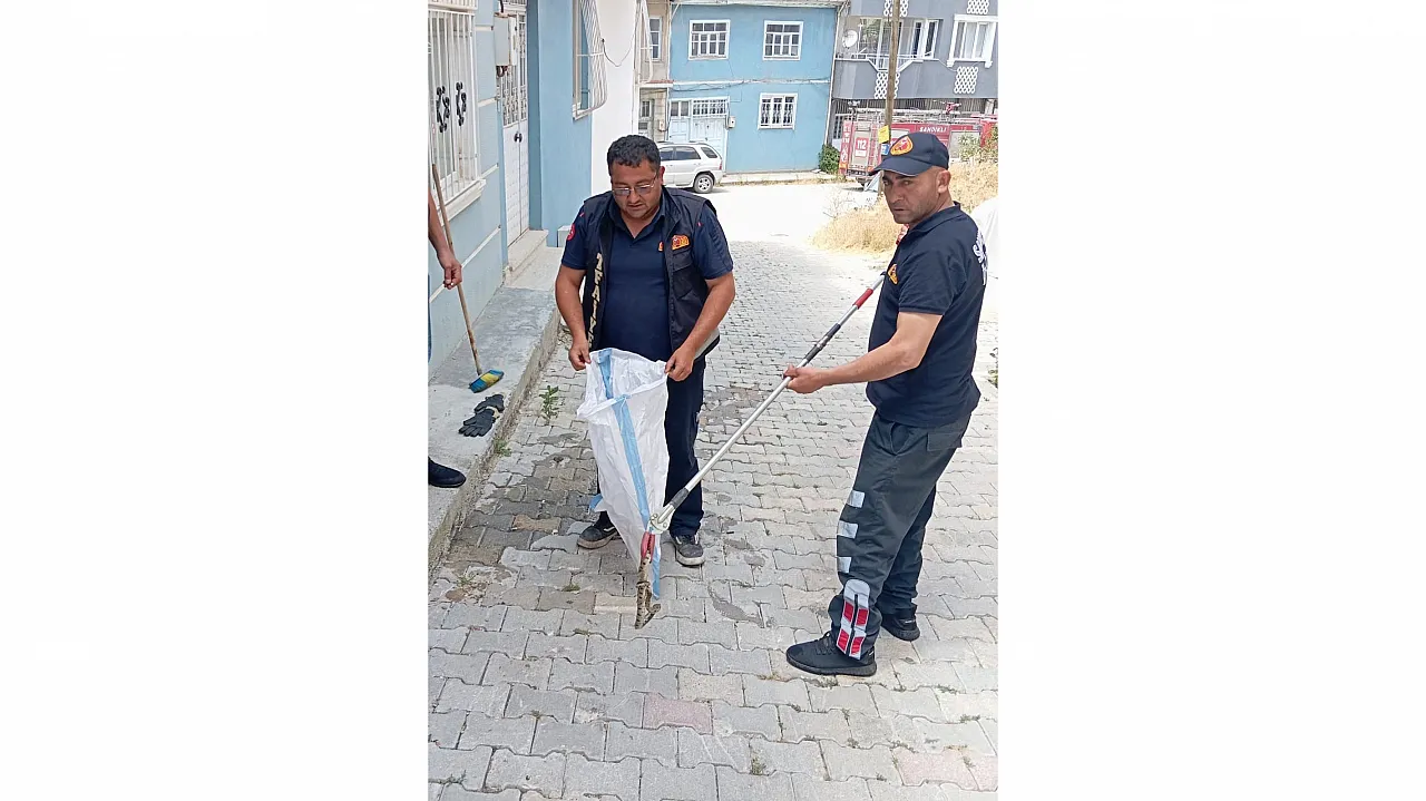 Afyon'da Eve Giren Yılan Paniğe Neden Oldu