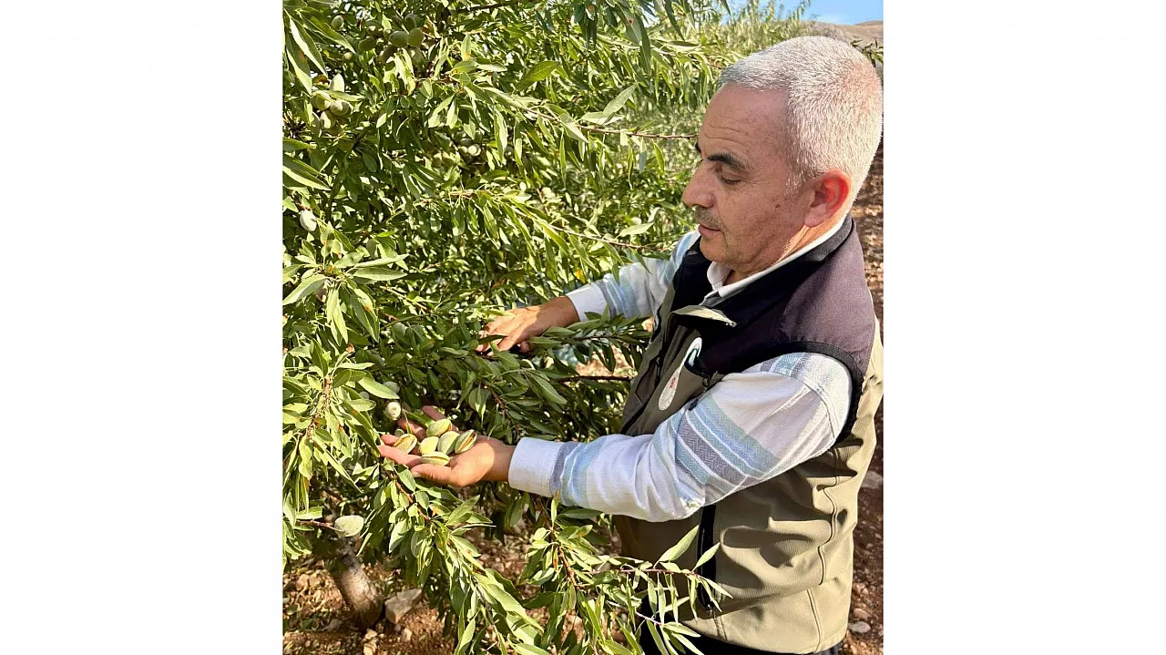 Afyonkarahisar'da Xylella Fastidiosa Saha Kontrolleri Yapıldı