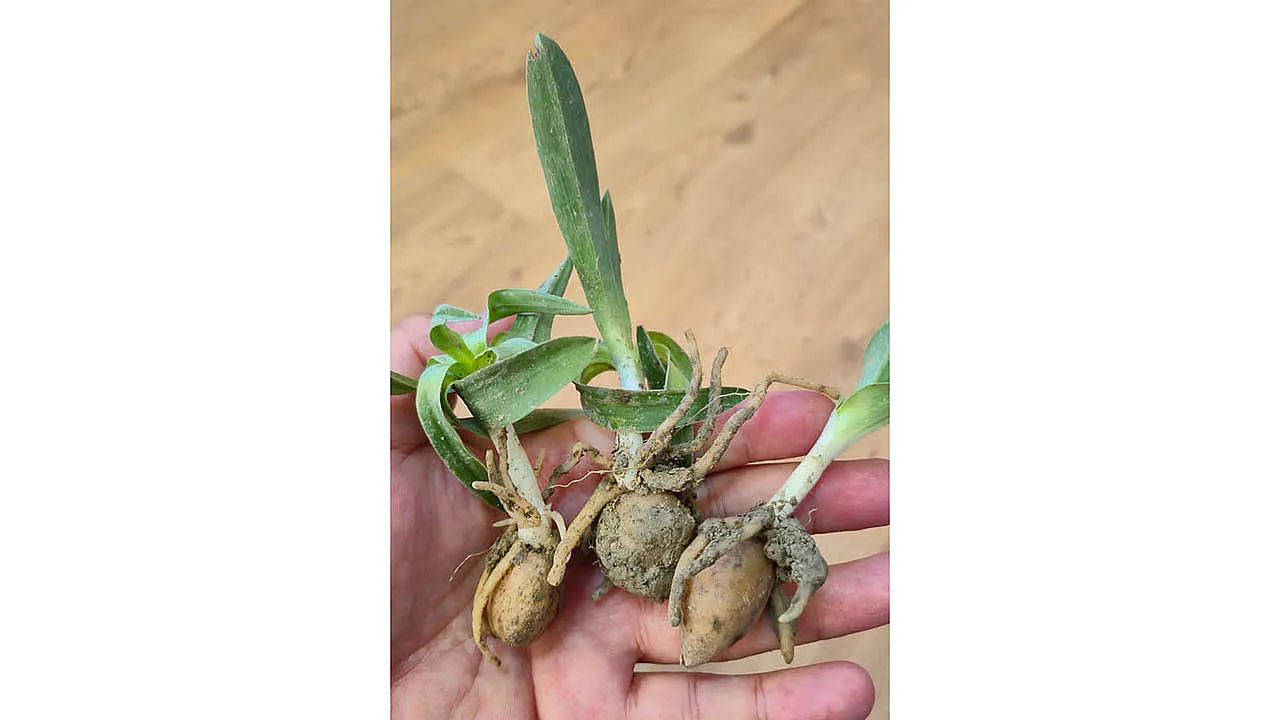 Kadın Üreticilere Salep Fidesi Dağıtıldı