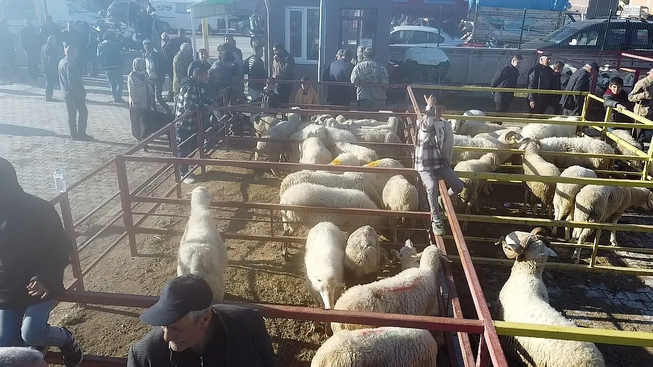 Uzun Süredir Kapalı Olan Canlı Hayvan Pazarı Açıldı