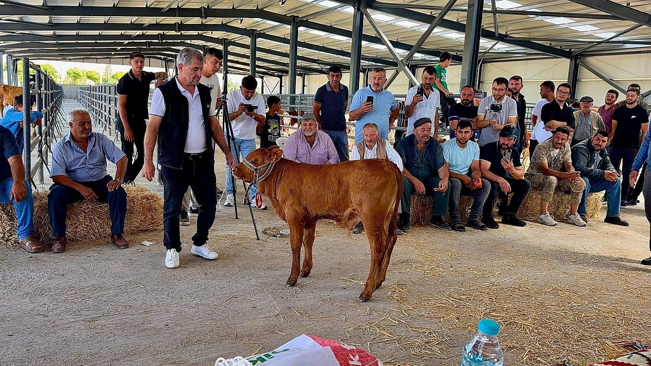 40 Günlük Buzağı Zirveye Çıktı!