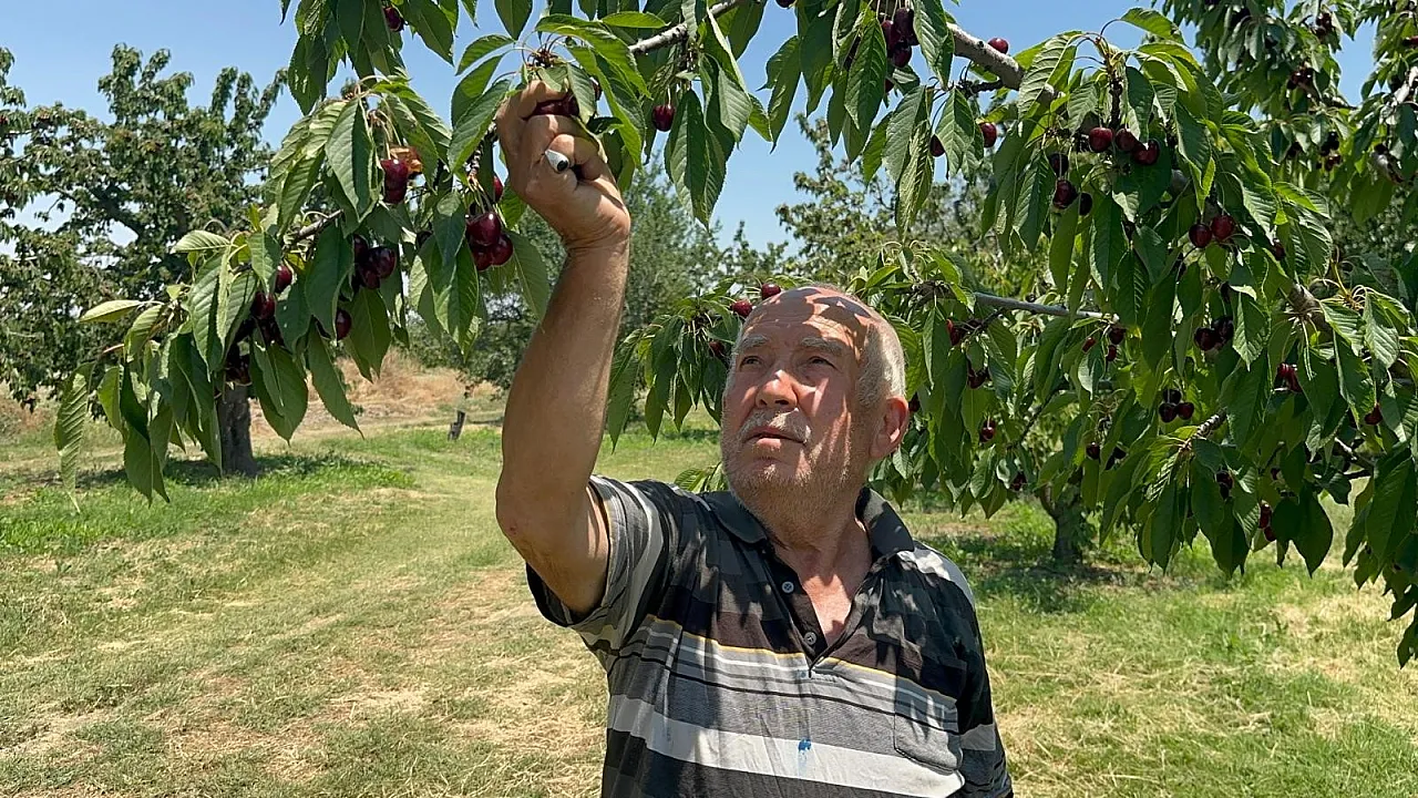 Afyon'un Kirazı Rekor Verdi, Üretici Beklediğini Bulamadı