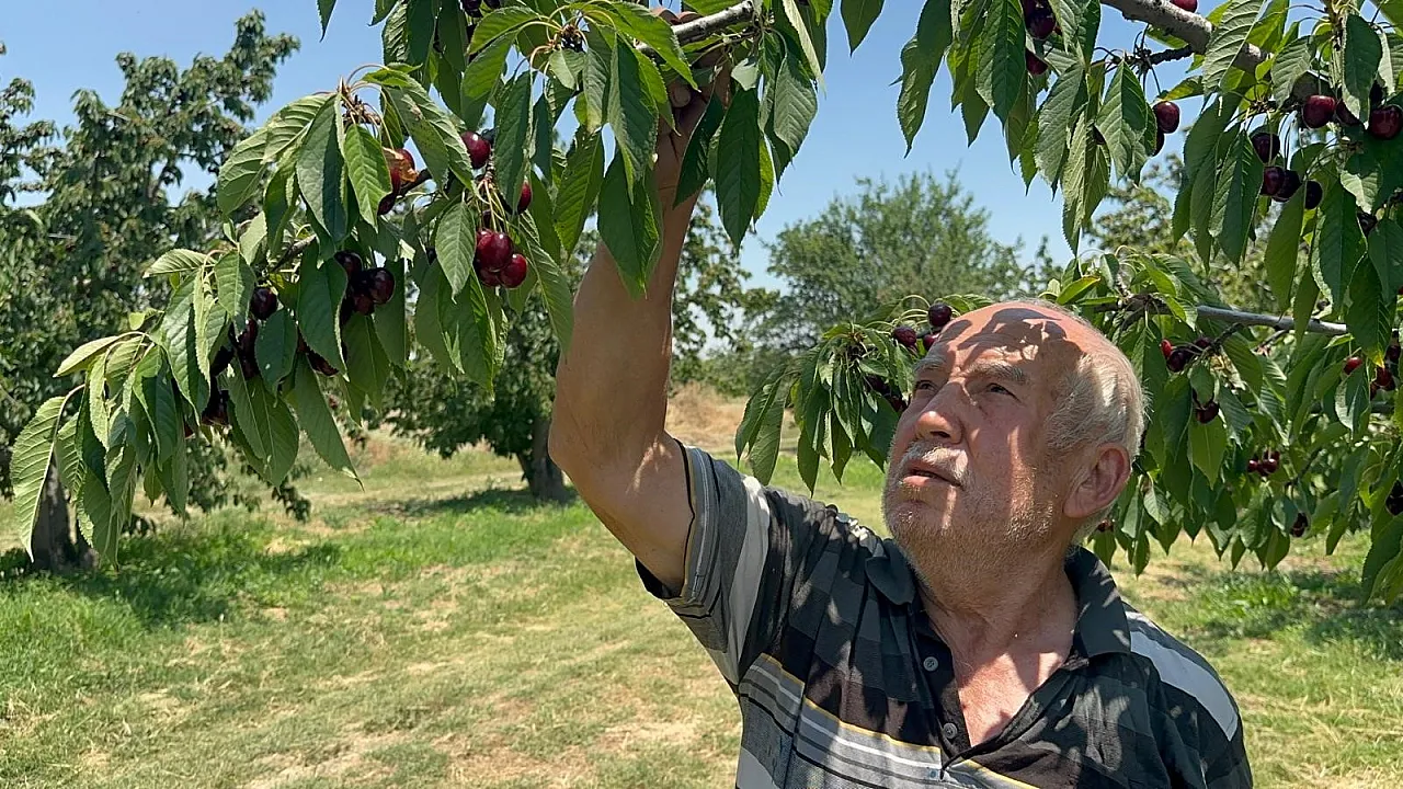 Coğrafi İşaretli Akşehir Ve Sultandağı Kirazlarında Tarihi Rekor Kırıldı