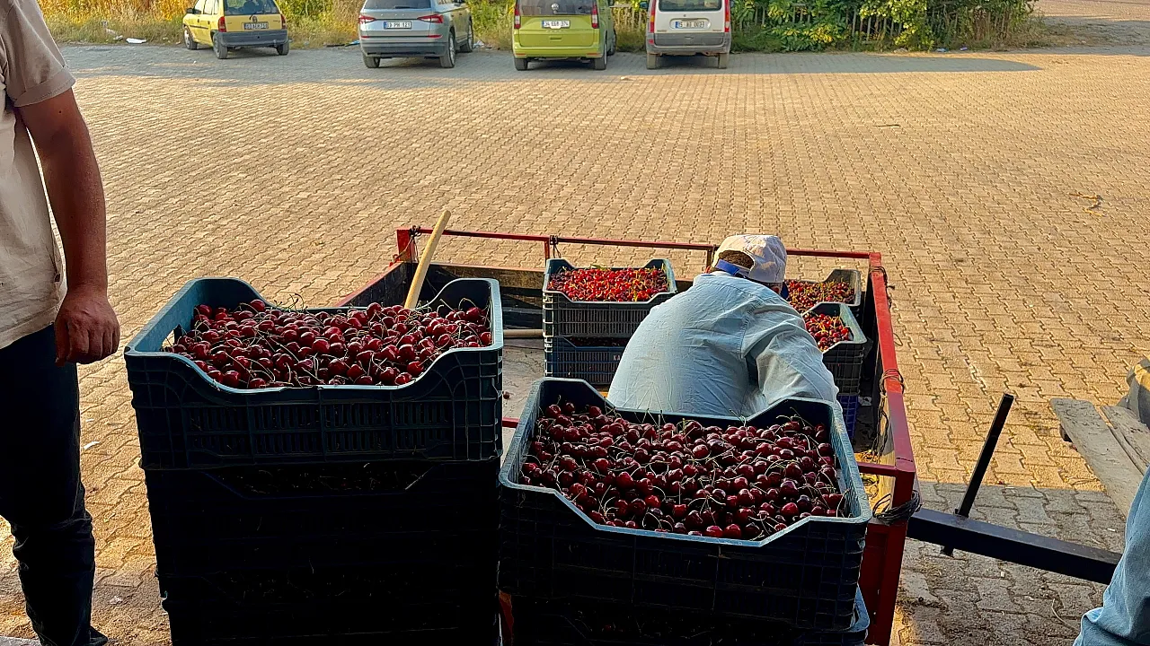 Napolyon Kirazında Rekolte Sevinci! Alım Noktaları Doldu Taştı
