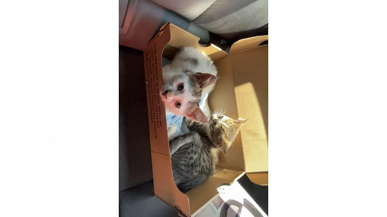 2 Yavru Kedi Acil Sahiplendirilmeyi Bekliyor