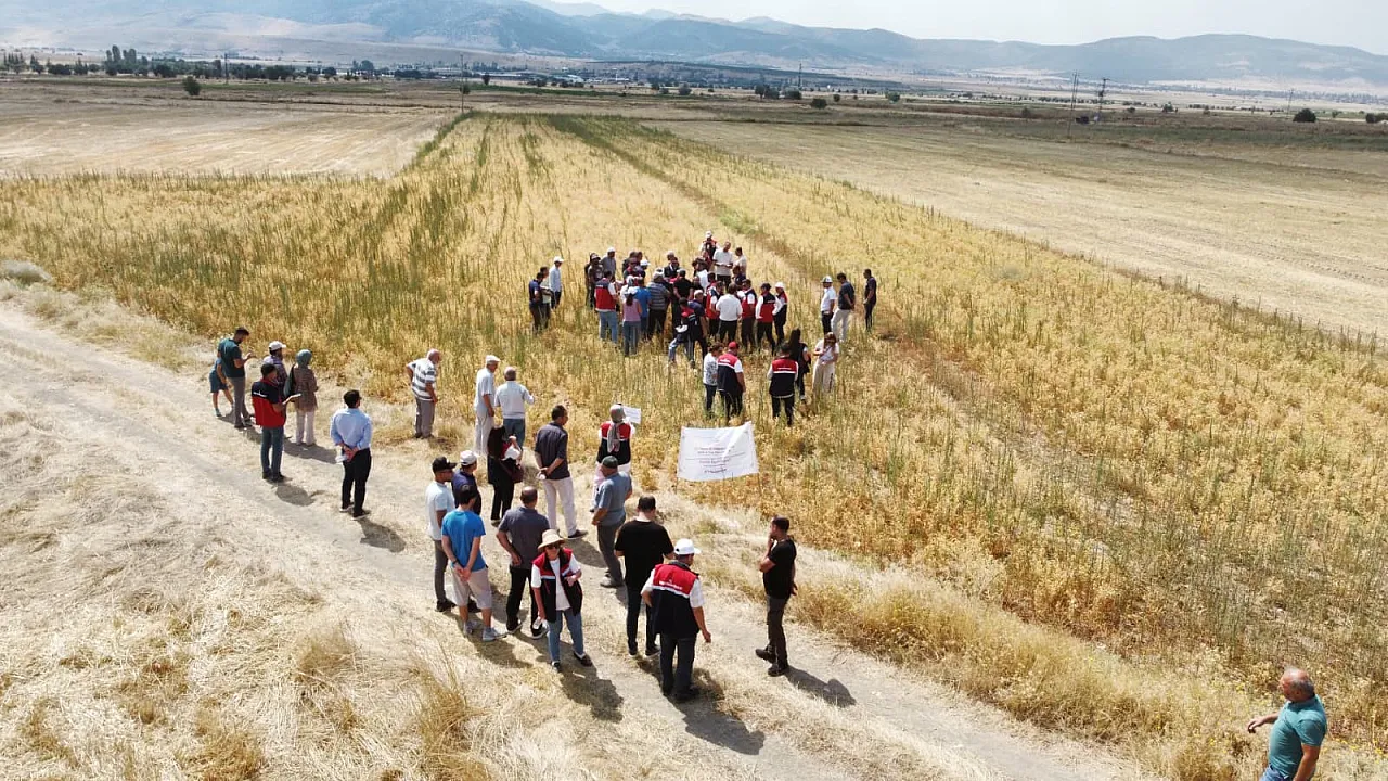 7 İlde Ekilen Borsa-20 Nohudunda İlk Hasat Afyon'dan Geldi