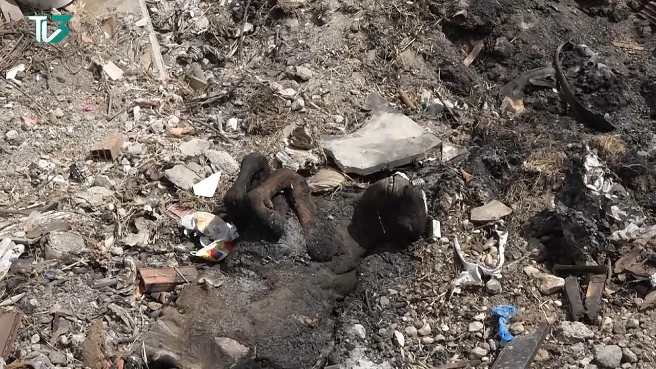 Afyon'da Kan Donduran Görüntüler! Hayvan Leşleri Vatandaşları Bezdirdi