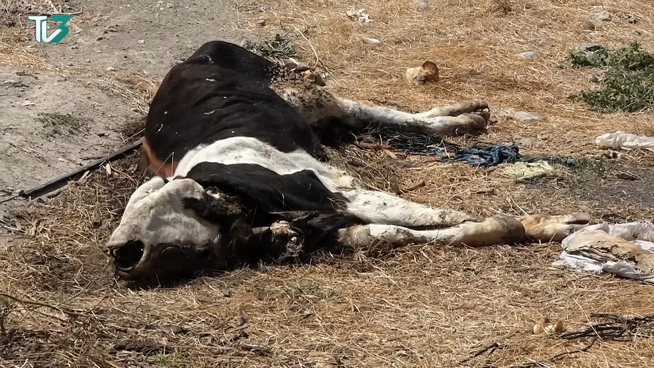 Afyon'da Kan Donduran Görüntüler! Hayvan Leşleri Vatandaşları Bezdirdi