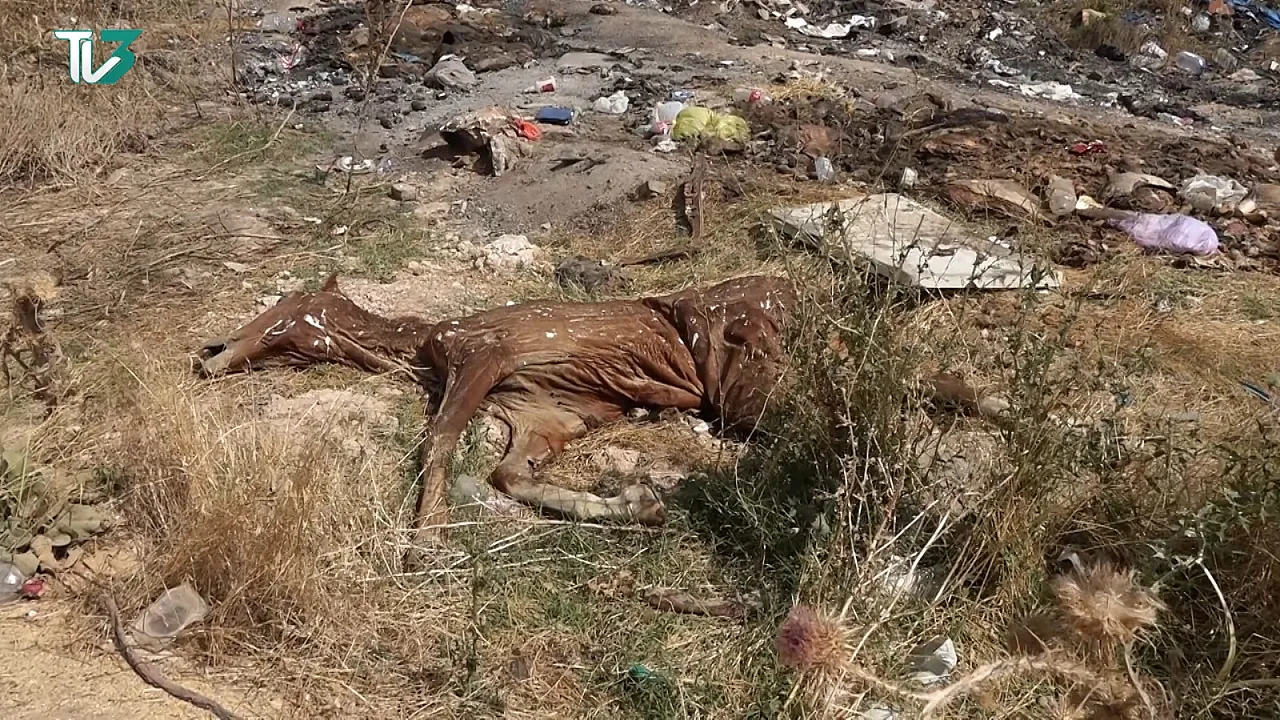 Afyon'da Kan Donduran Görüntüler! Hayvan Leşleri Vatandaşları Bezdirdi