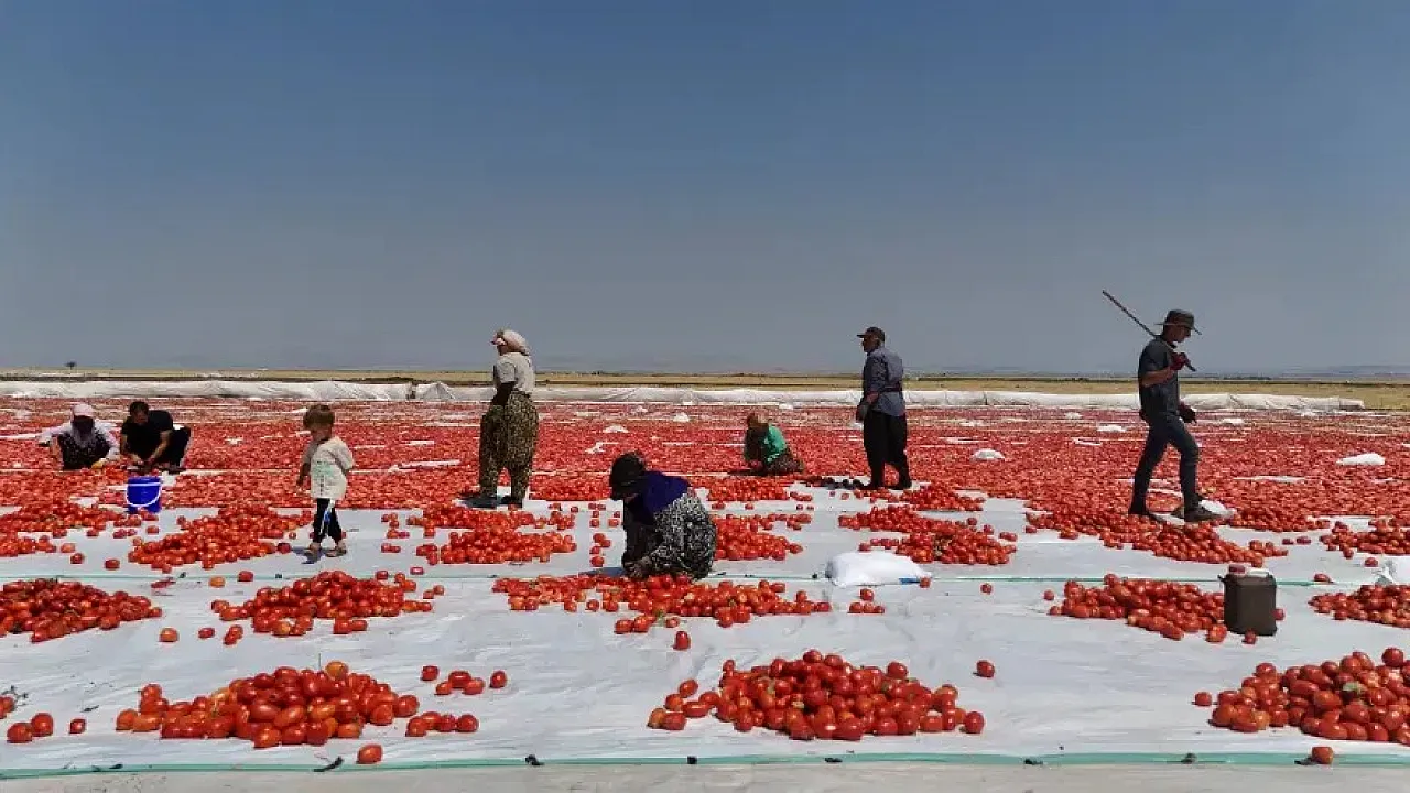 Diyarbakır Güneşinin Altında Kuruyor, ABD ve Avrupa'ya Gidiyor