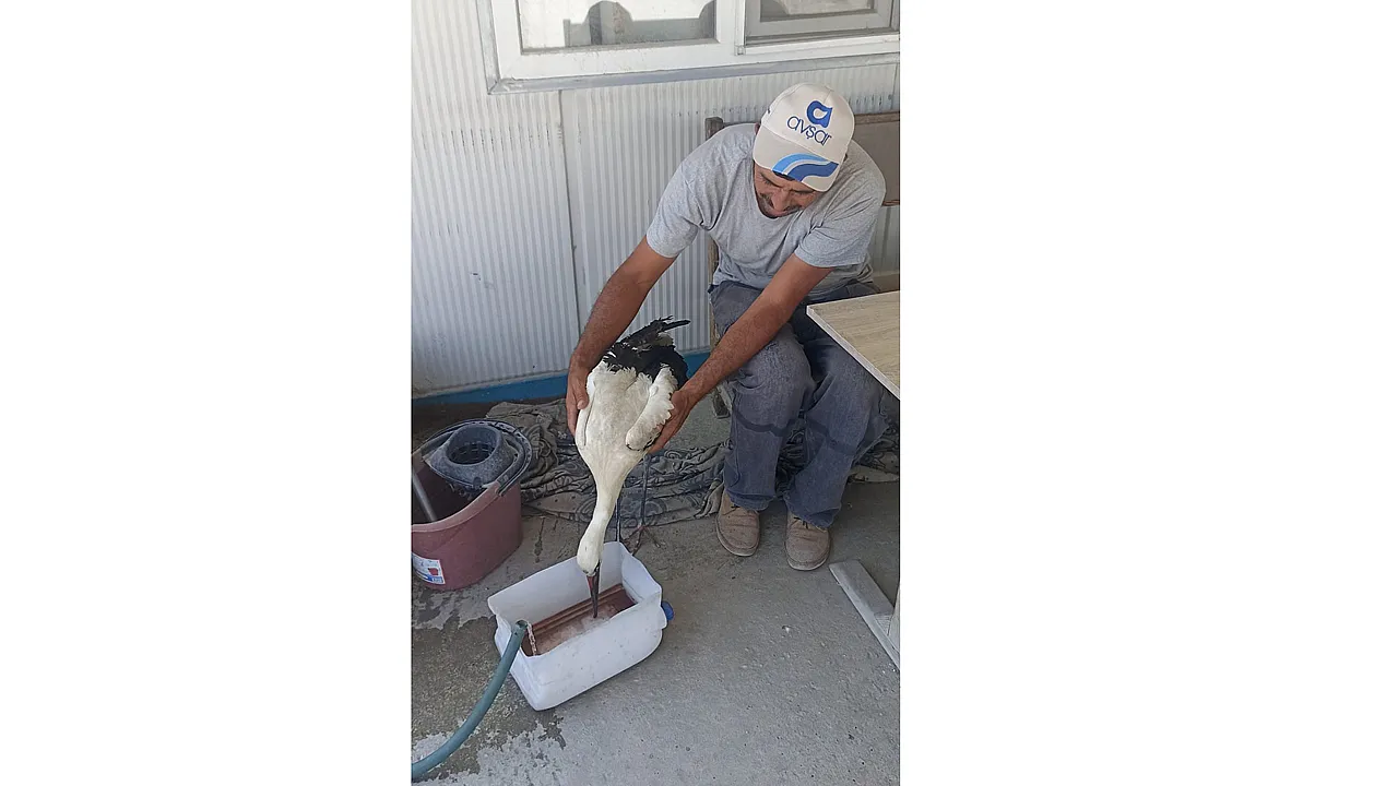 Yaralı Leylek Koruma Altına Alındı
