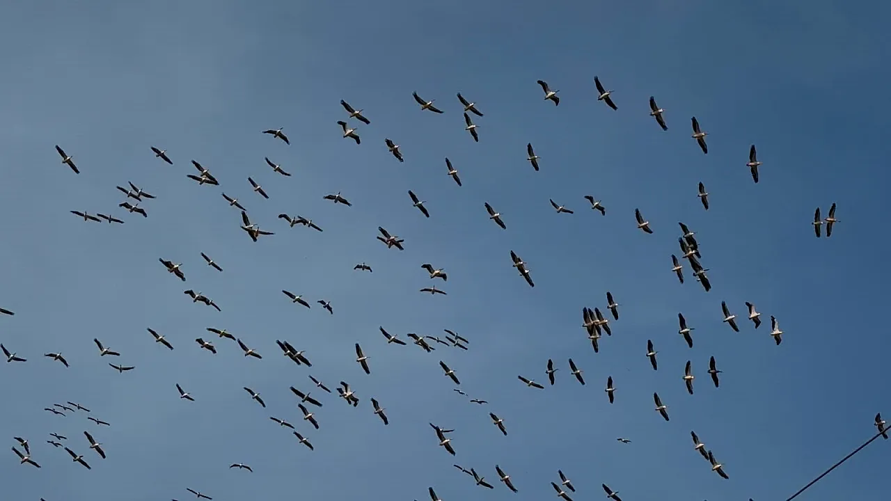Afyon'da Nefes Kesen Manzara! Allı Turnalar Gökyüzünü Kapladı