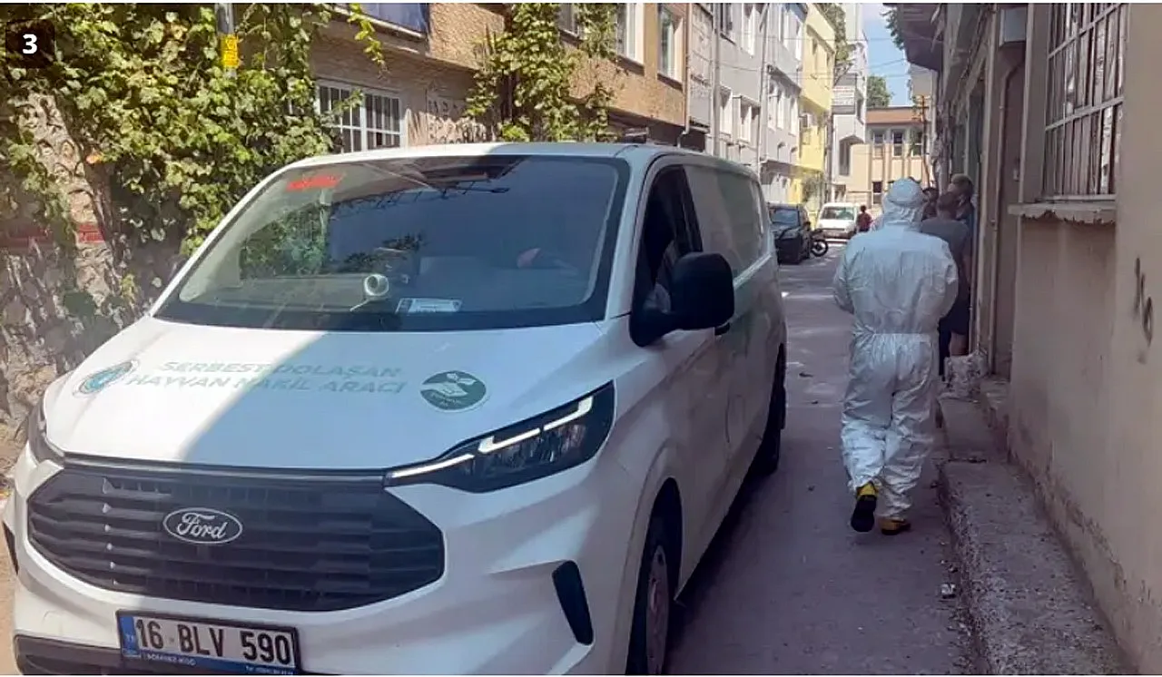 Mahalleyi Pire Bastı, O Hayvanlara Operasyon Yapıldı