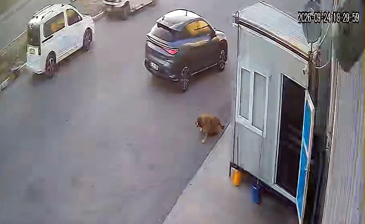 Görenlerin İçini Sızlatan Görüntü