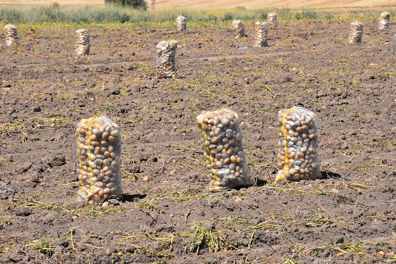 Afyon'da Patates Hasadı Başladı! Sandıklı Patatesine Yoğun İlgi