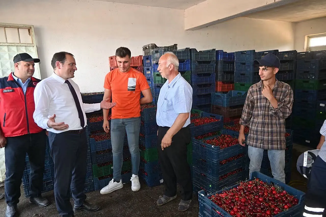 Çay'da Kiraz Hasadı Başladı