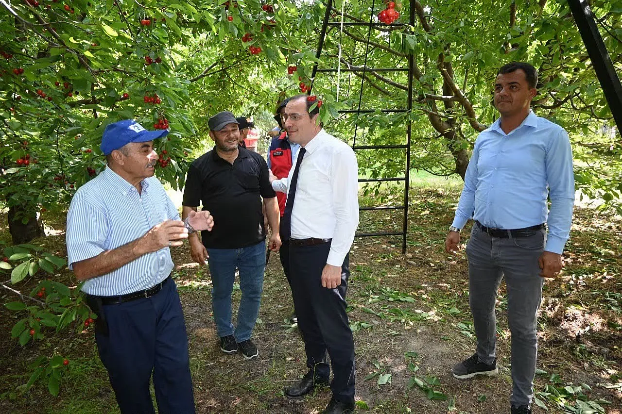 Çay'da Kiraz Hasadı Başladı