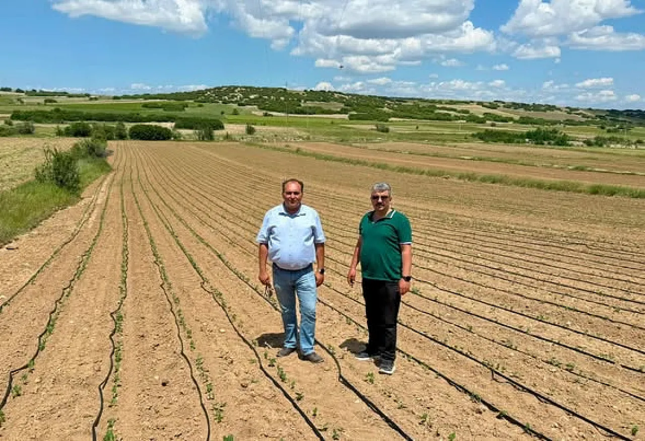 Dazkırı'da Barbunya Üretim Alanları İncelendi