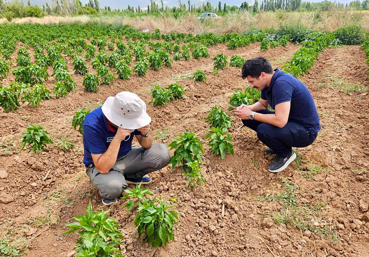 Başmakçı'da Sebze Üretim Alanında Zararlı Kontrolleri Yapıldı