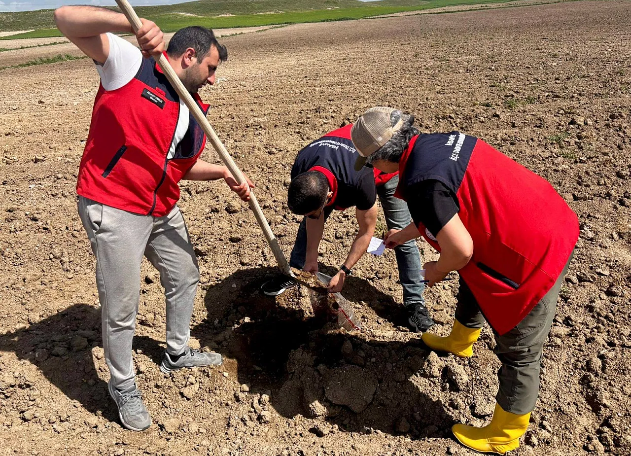 İhsaniye'de Patates Üretim Alanlarından Numune Alındı