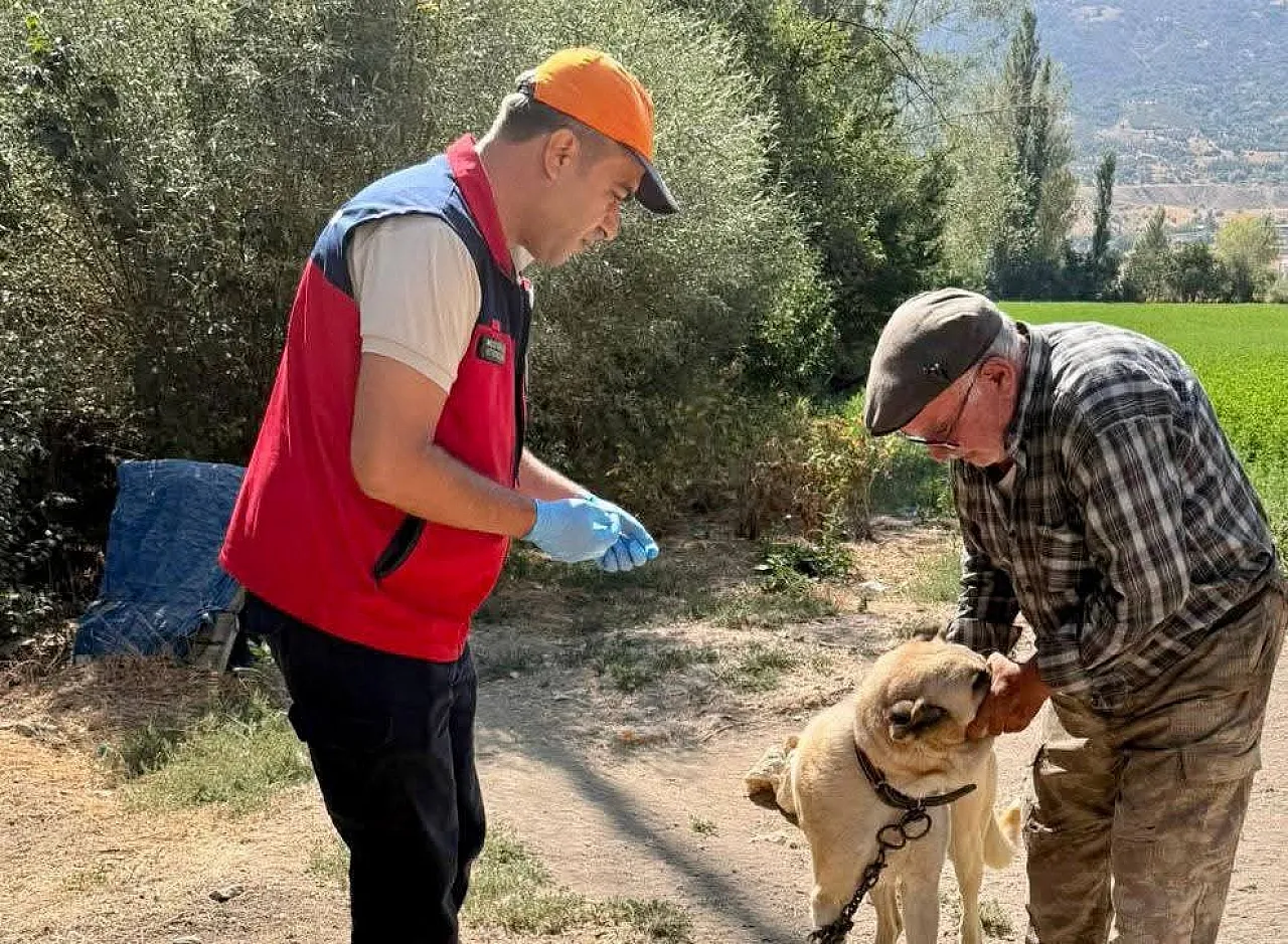 Çay'da Evcil Hayvanlara Kimliklendirme Ve Kuduz Aşısı Yapıldı