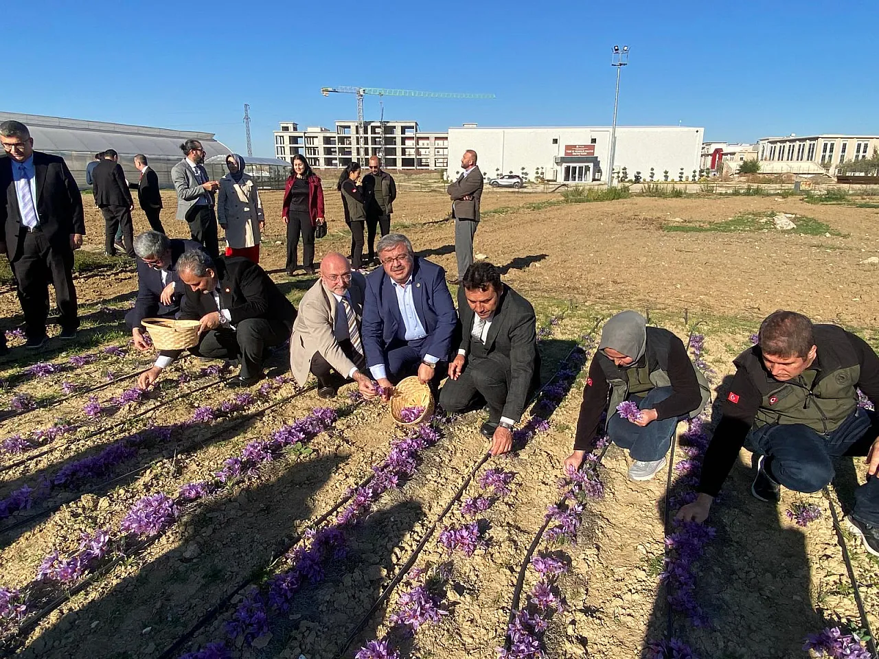 'Afyon'da Alım Garantili Safran Üretilecek'