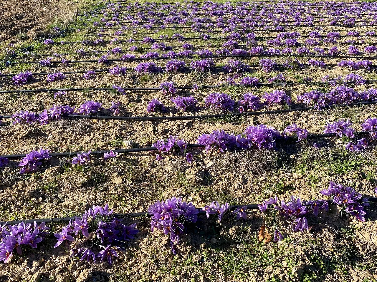 'Afyon'da Alım Garantili Safran Üretilecek'