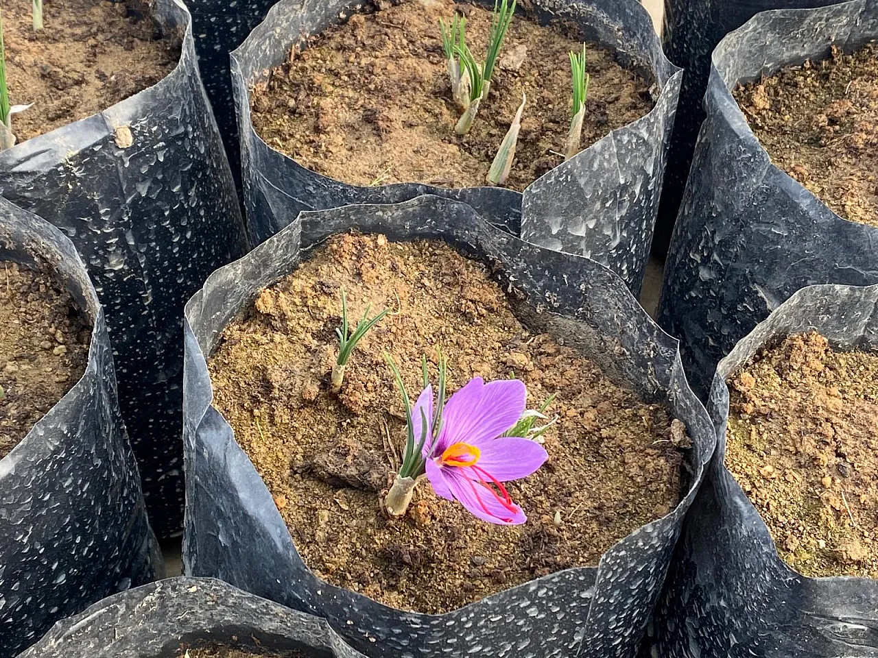 'Afyon'da Alım Garantili Safran Üretilecek'