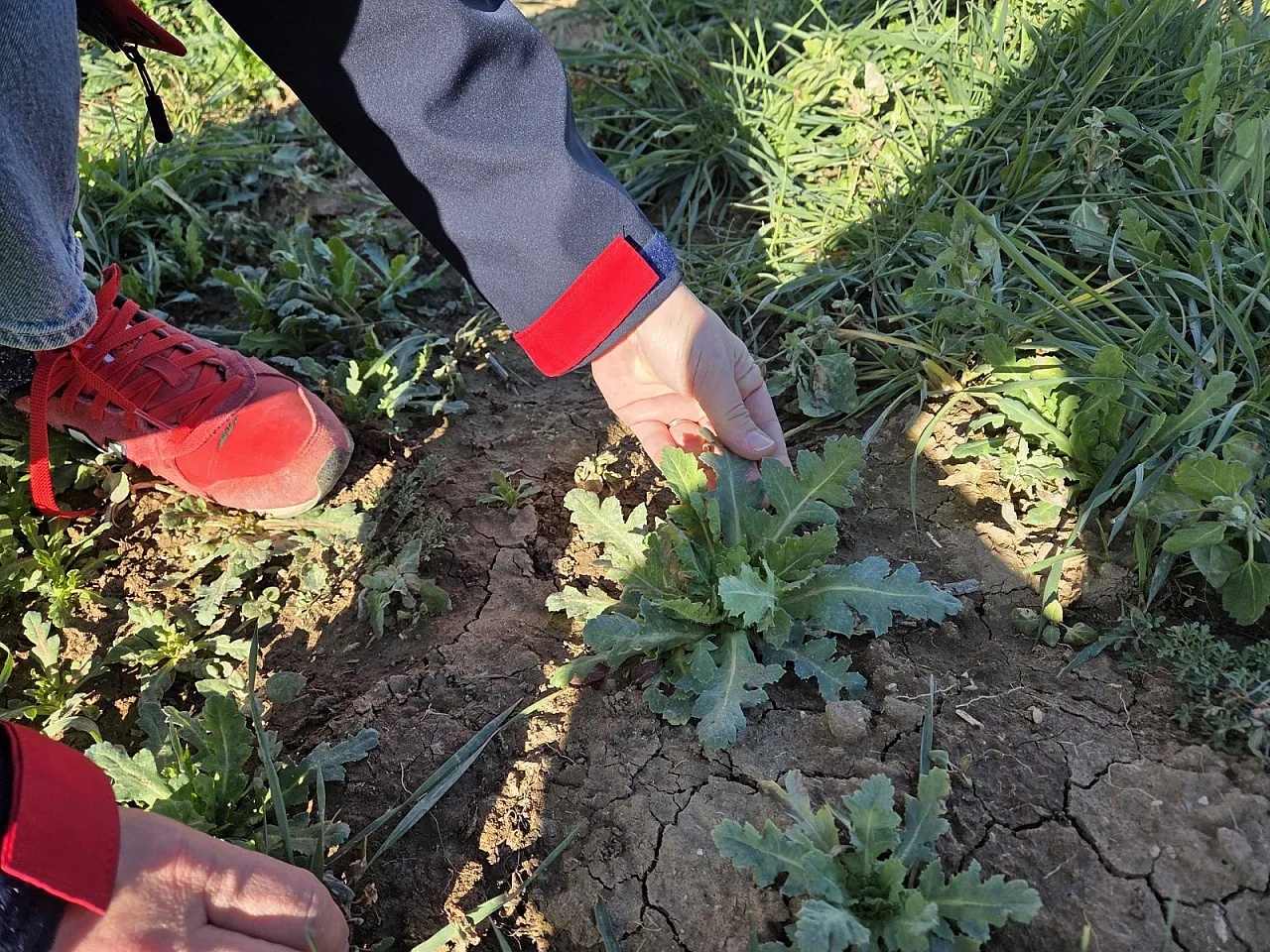 Haşhaş Üretiminde Türkiye'nin Lideri Afyon'da Haşhaş Tarlaları İncelendi