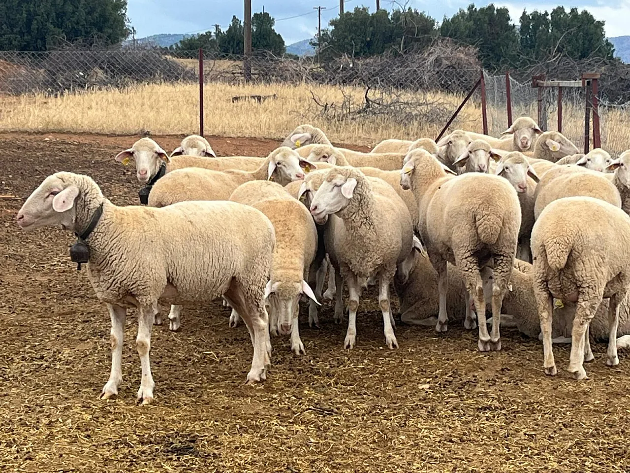 Afyon'da Hayvancılıkta Yeni Dönem Başlıyor! İşte Detaylar…