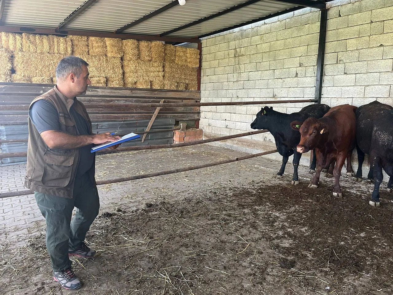 Afyonkarahisar'da 'Kırsalda Bereket Büyükbaşa Destek' Projesi Sürüyor