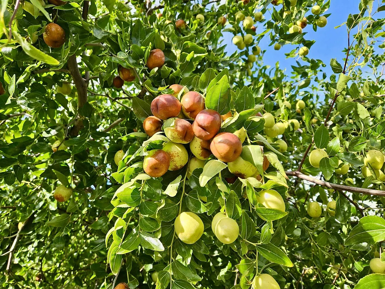 Başmakçı'da Hünnap Üretimi Tarımsal Çeşitliliğe Katkı Sağlıyor