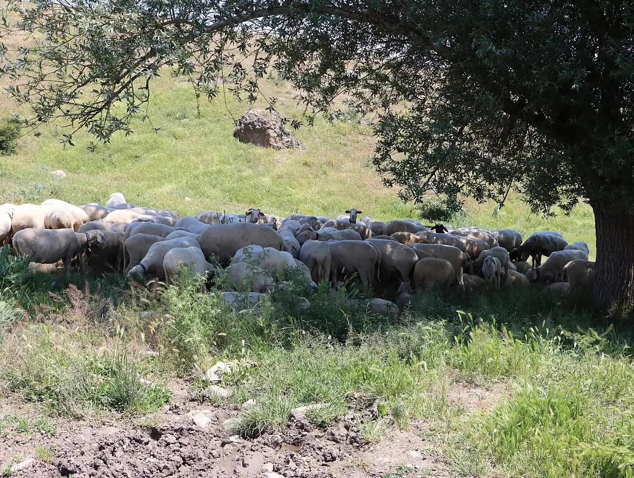 Salar'da 27 Koyun Alan Çiftçinin Koyun Sayısı 57'Ye Yükseldi