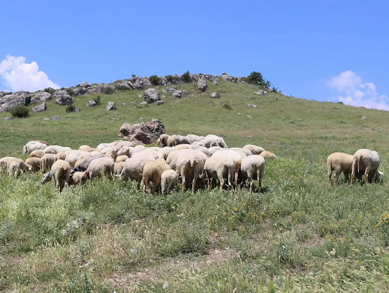 Salar'da 27 Koyun Alan Çiftçinin Koyun Sayısı 57'Ye Yükseldi