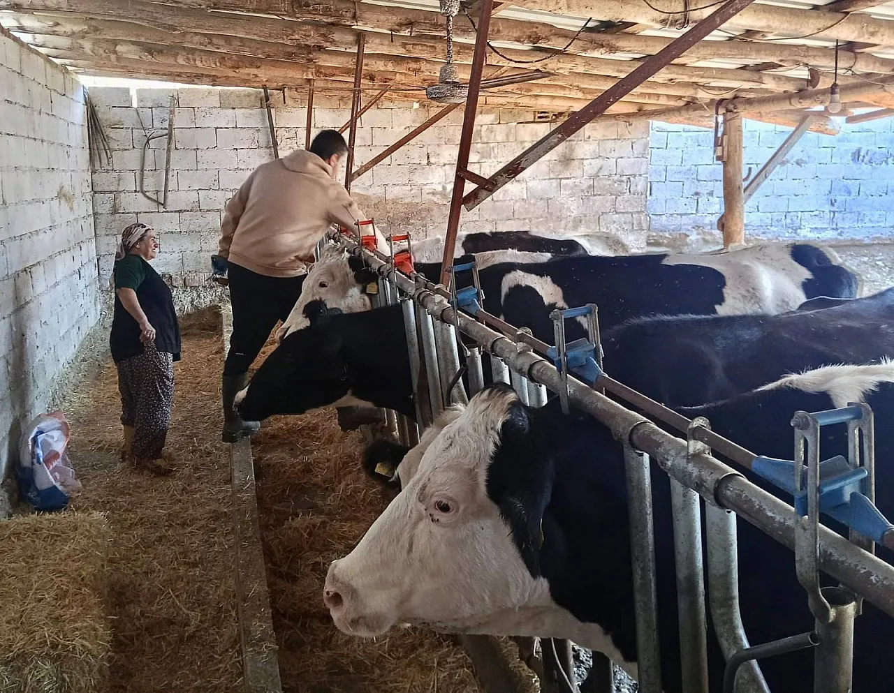 Afyon'un 4 İlçesinde Büyükbaş Hayvanlara Şap Aşıları Yapılıyor