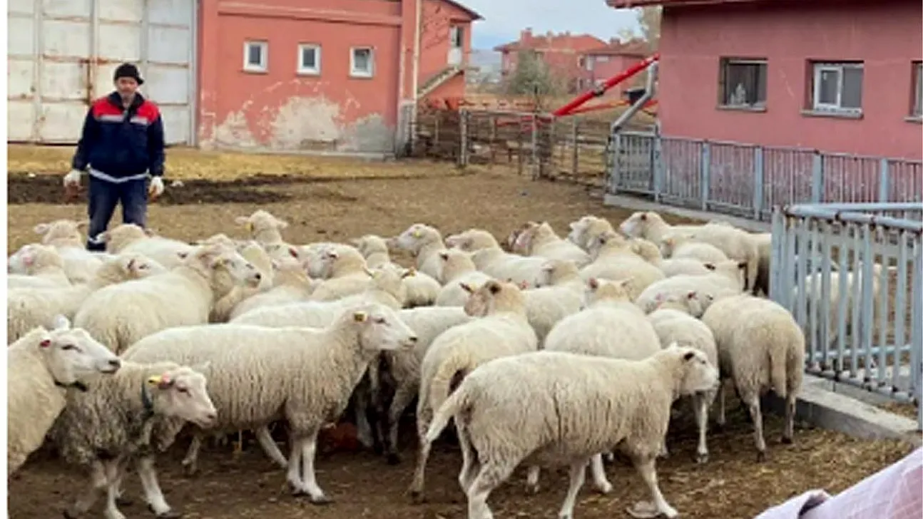Fakülte'den Satılık Koyun ve Dana