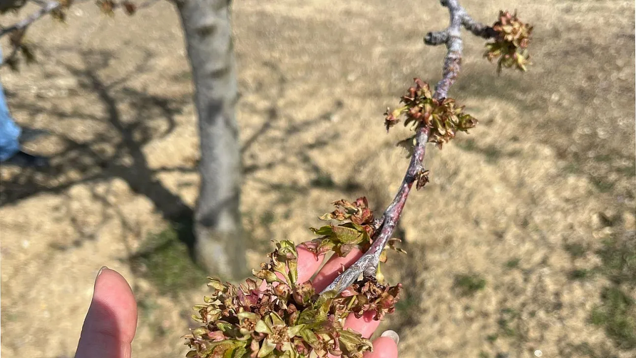Zirai Don Desteklemeleri Çiftçiye Can Simidi Oldu