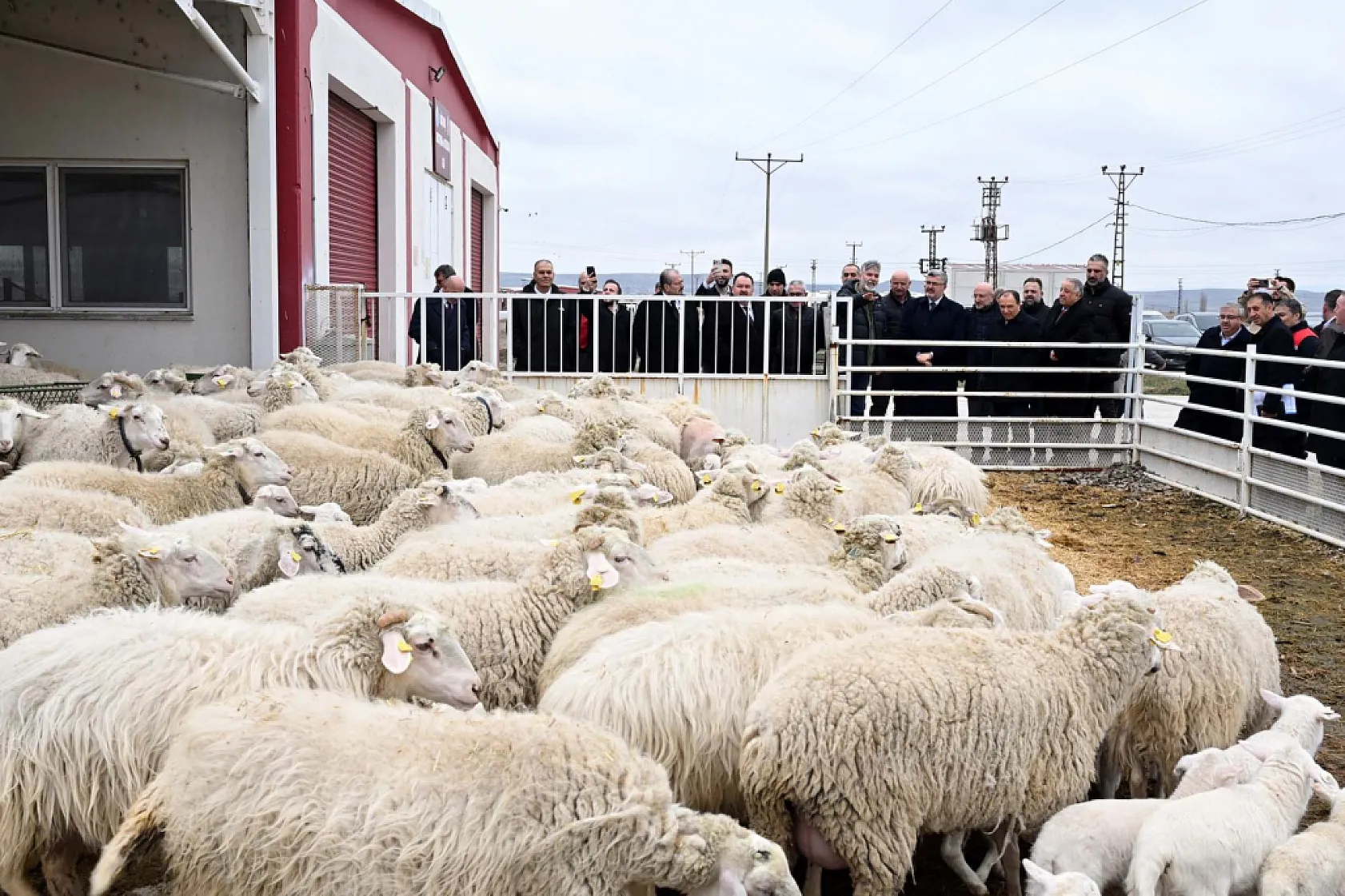AKÜ Ve Tarım Müdürlüğü İş Birliğinde 30 Manda Üreticiye Dağıtıldı