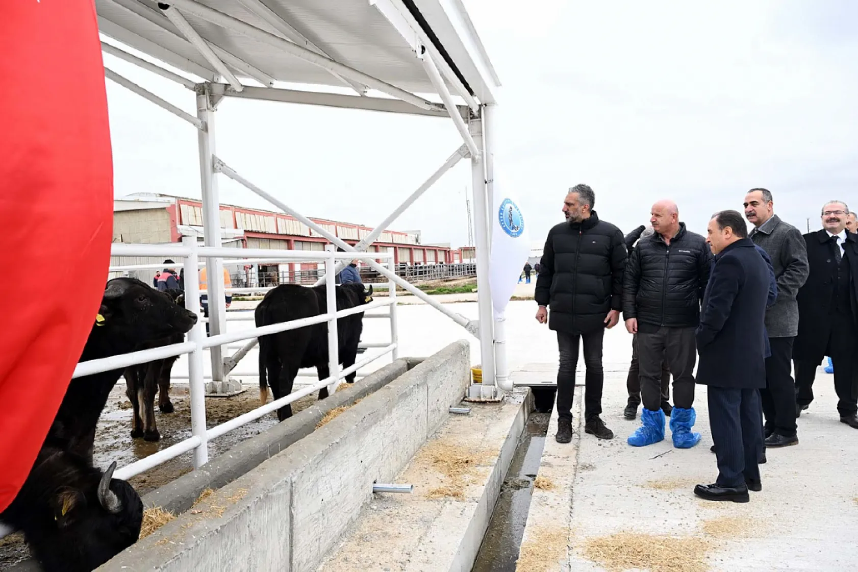 AKÜ Ve Tarım Müdürlüğü İş Birliğinde 30 Manda Üreticiye Dağıtıldı