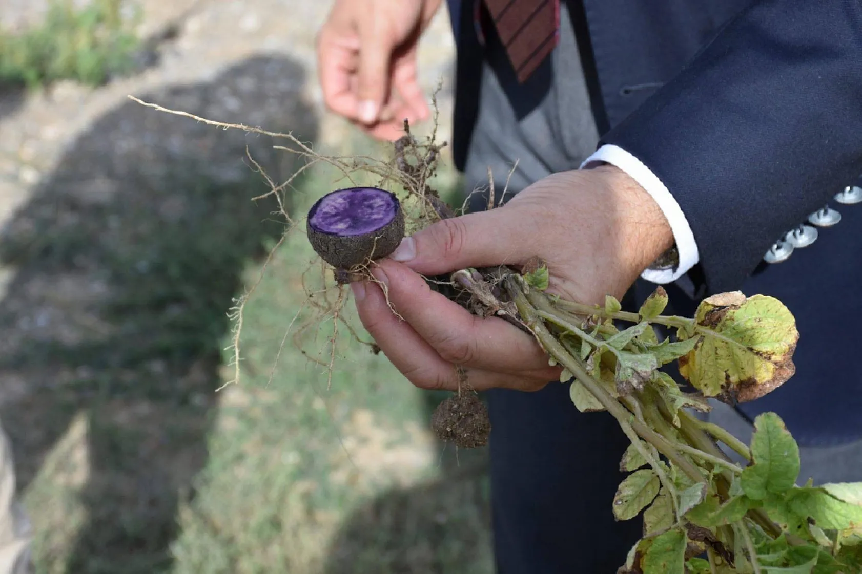 Ölümsüzlük Mantarı Afyon'da Yetişti