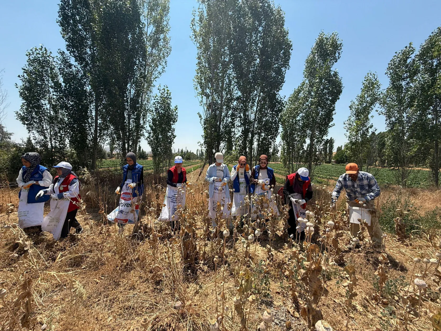 Gençlik Merkezi, Haşhaşın Merkezinde Haşhaş Hasatına Katıldı