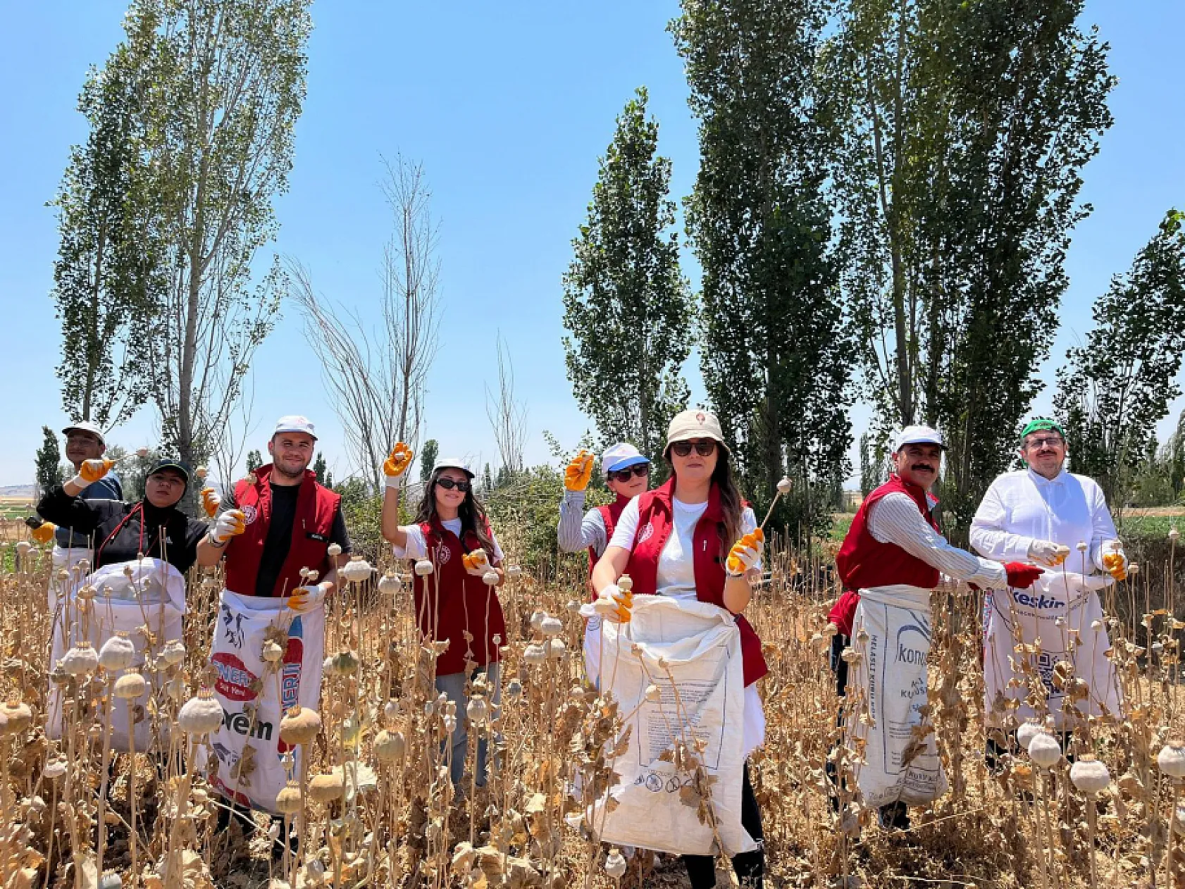 Gençlik Merkezi, Haşhaşın Merkezinde Haşhaş Hasatına Katıldı