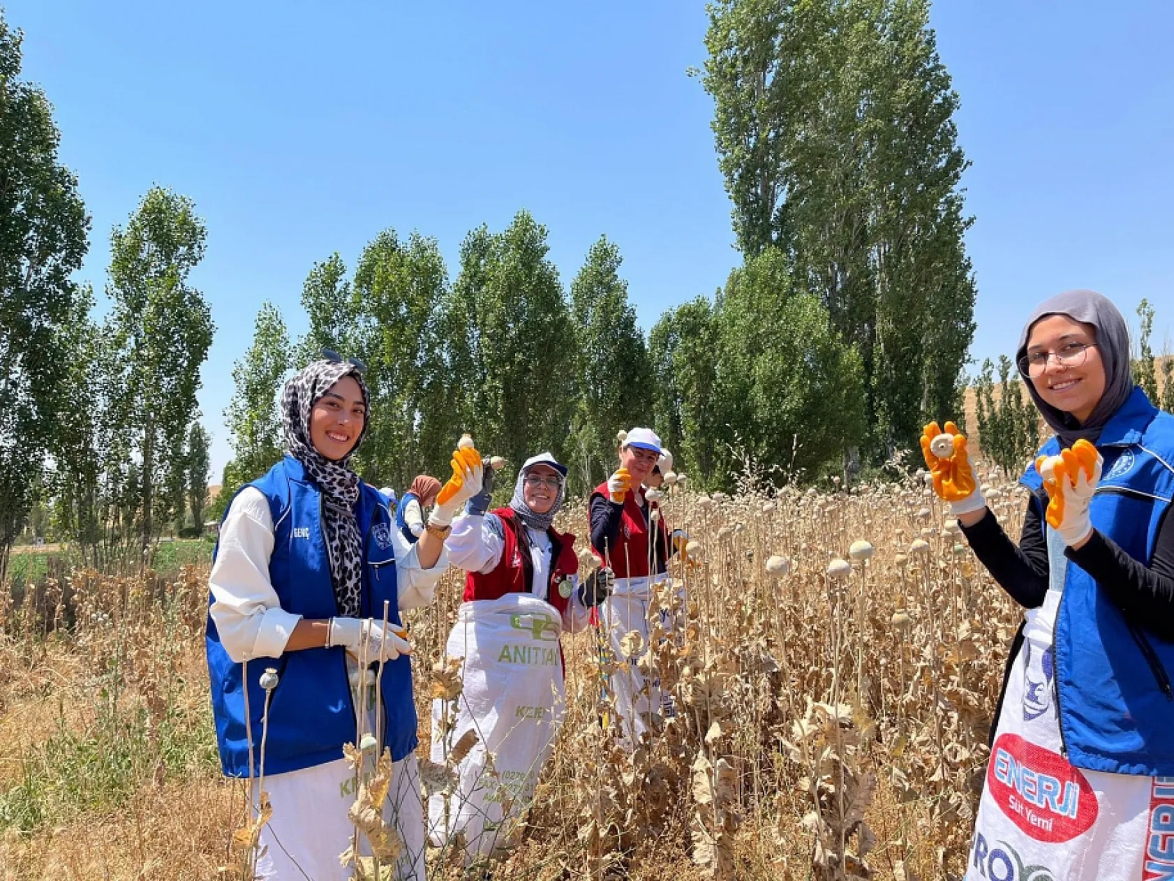 Gençlik Merkezi, Haşhaşın Merkezinde Haşhaş Hasatına Katıldı