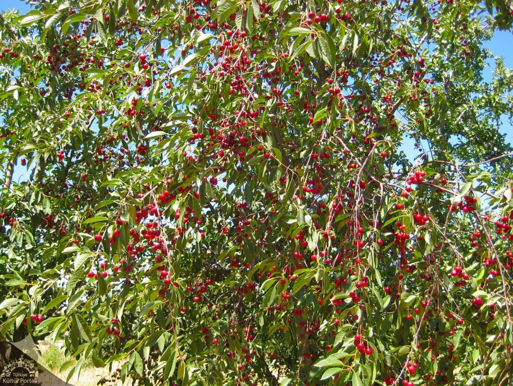 Afyon'un İlçelerinin Neleri Meşhur?