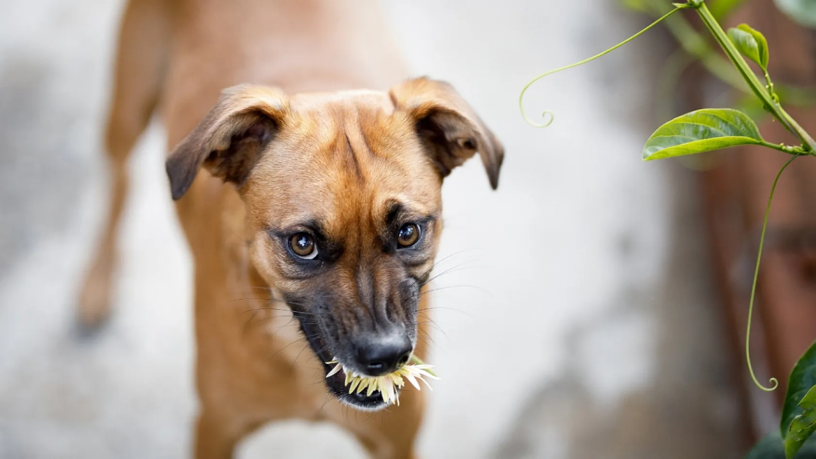 Köpek Saldırısından Nasıl Korunulur?