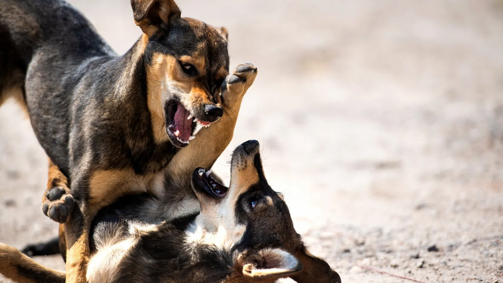 Köpek Saldırısından Nasıl Korunulur?