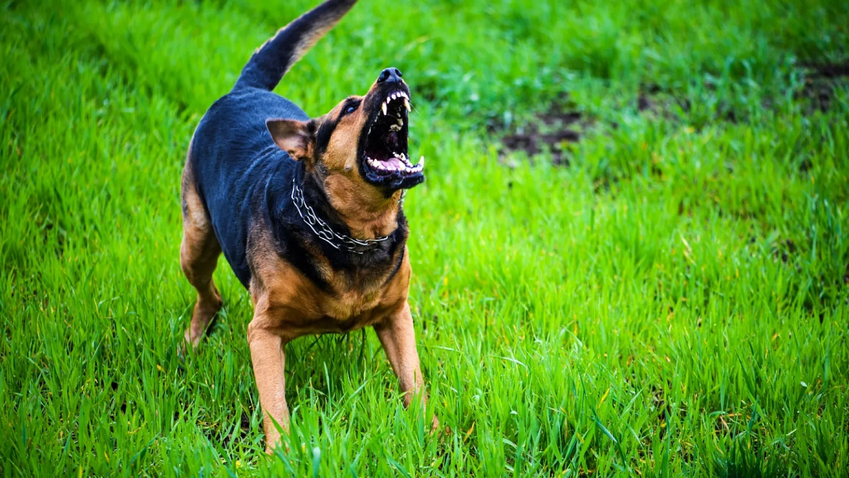Köpek Saldırısından Nasıl Korunulur?